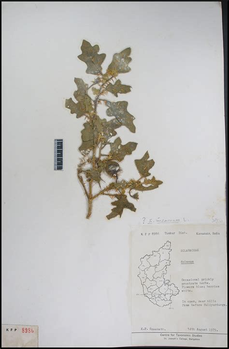 Herbarium JCB