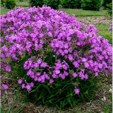 Proven Winners Purple Phlox Perennial Plant in Gallon Pot - Fragrant ...