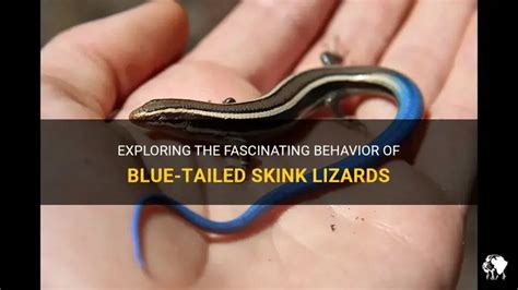 Exploring The Fascinating Behavior Of Blue-Tailed Skink Lizards | PetShun