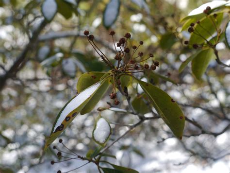 Mountain laurel | Identify that Plant