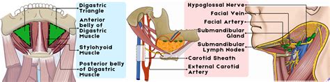 Sternocleidomastoid Muscle Relations: Important Anatomical Connections ...