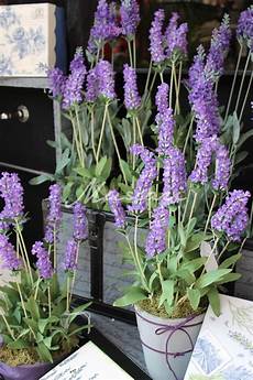 lavanda in vaso cure 337 best l a v e n d e r images on lavanda in vaso cure 337 best l a v e n d e r images on