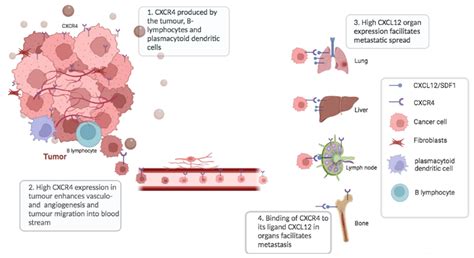 Current Status of 68Ga-Pentixafor in Solid Tumours