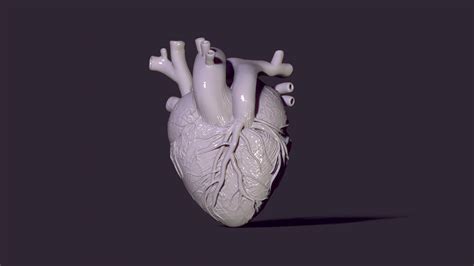 🫀 anatomical heart・ STL File for 3D printing・Cults