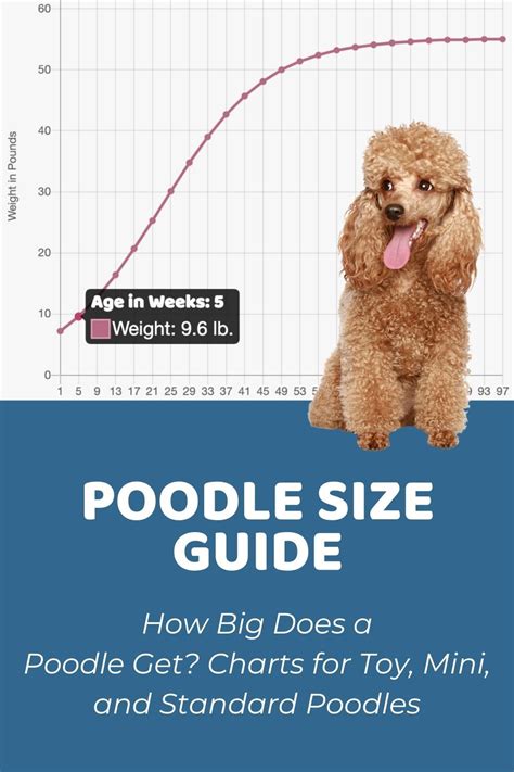 Cockapoo Weight Chart 的图像结果