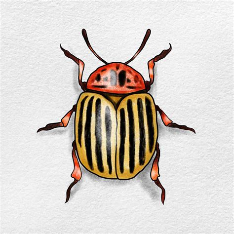 Step by Step Drawing Insects 的图像结果