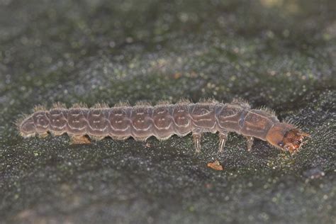 Dlouhošíjky (Raphidioptera) - Bobův fotoblog