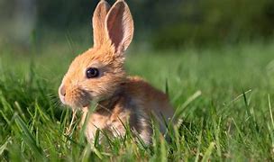 Image result for 10 Interesting Facts About Bunnies