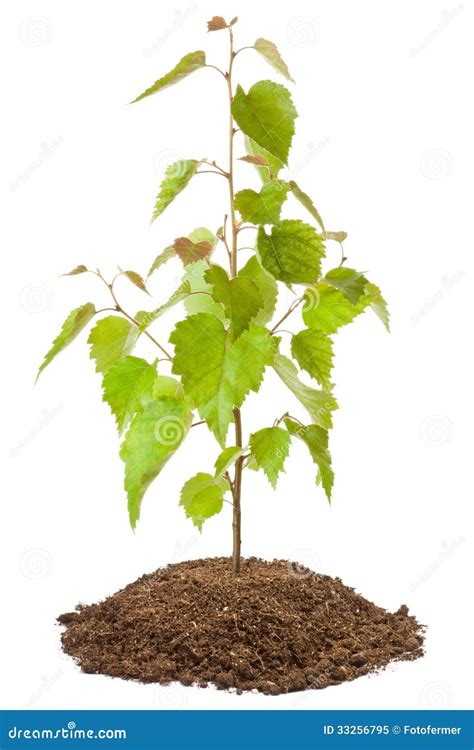 Young birch sapling stock image. Image of isolated, tree - 33256795