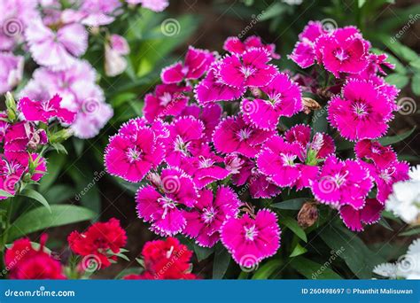 Bright Sweet William Flowers Dianthus Barbatus Flowering in a Garden ...