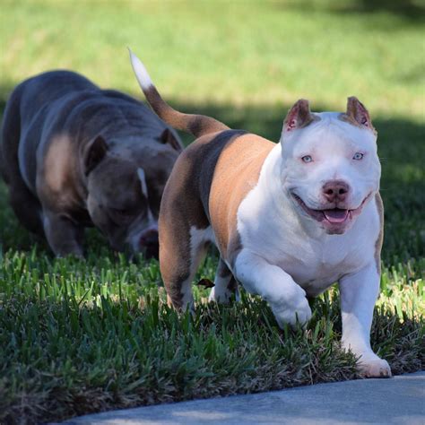 Xtreme Bullies Dogs