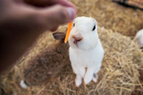 Can Rabbits Eat Mango? Facts You Need to Know Story - Every Bunny Welcome