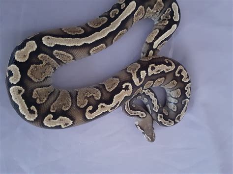 Image result for Most Expensive Ball Python Morph