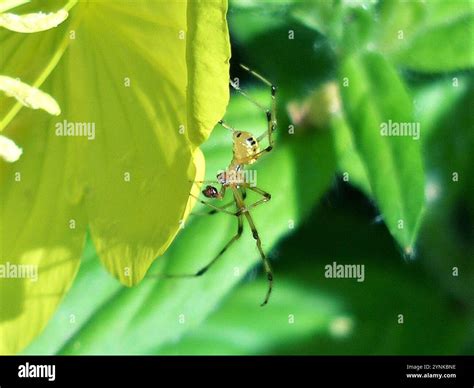 Comb-footed Spiders (Theridiidae Stock Photo - Alamy