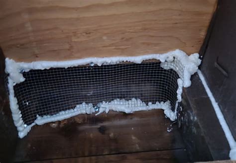 5 Reasons Why Rodents In The Attic Are Bad and How to Remove Them ...