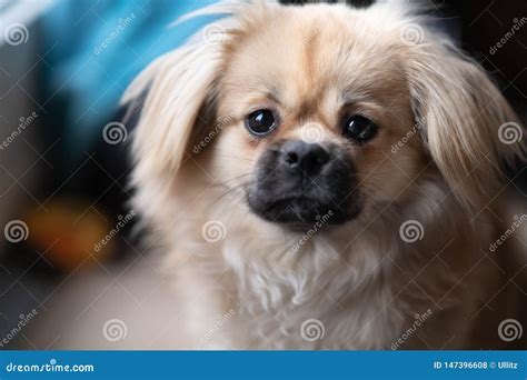 Young Sabel Tibetan Spaniel Dog Stock Photo - Image of tibetan, owner ...