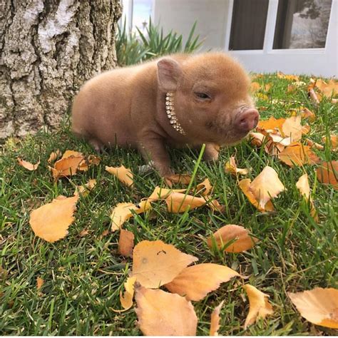 Mini Pigs As Pets Care - Pet Spare