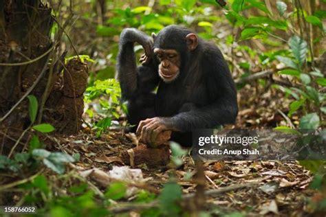Image result for Chimpanzee Using Tools