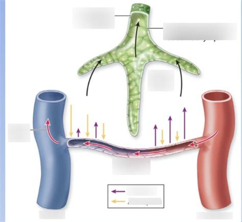 Image result for How Is Lymph Formed