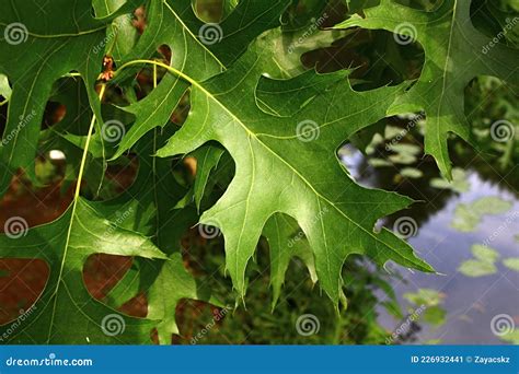 Lobed Green Summer Leaves of Pin Oak Tree, Also Called Spanish Swamp ...