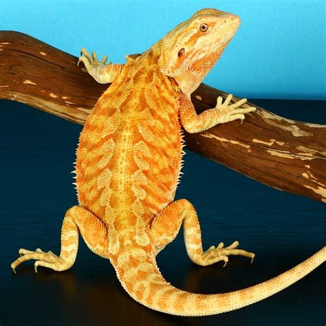 Orange Bearded Dragons