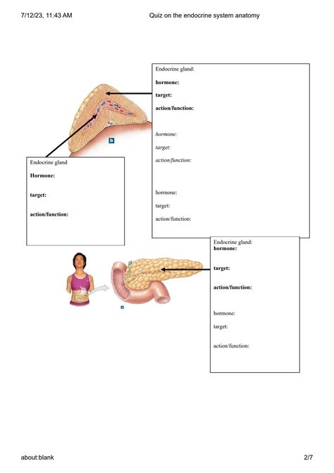 SOLUTION: Quiz on the endocrine system anatomy - Studypool