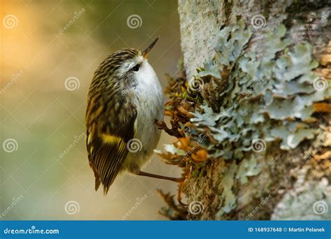 Acanthisitta Chloris - Rifleman - Titipounamu - Endemic Bird From New Zealand, Small ...