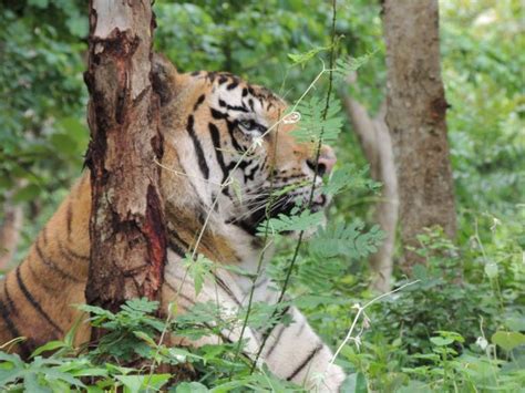 Tiger and Lion Safari, Shimoga - 2019 What to Know Before You Go (with ...