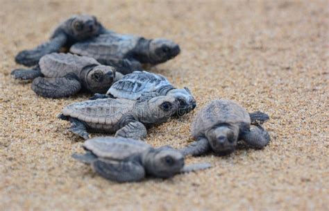 Loggerhead Sea Turtle Hatchlings 的图像结果