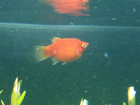 Bildergebnis für pregnant+pregnant+fish