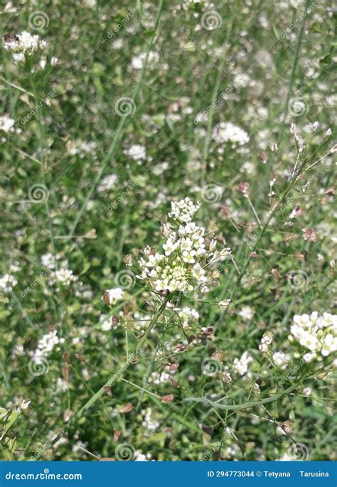 Shepherd S Purse, Purse, Flowering Plant. Medicinal Herbs, Flowers ...