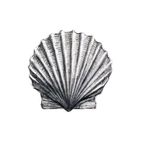Image result for Shell Drawing Sheet