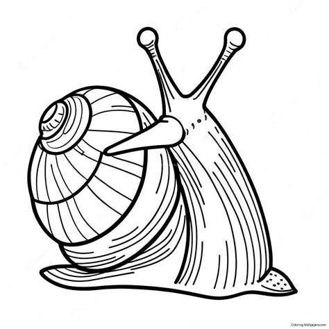 Snail Coloring Page (8510-6768)