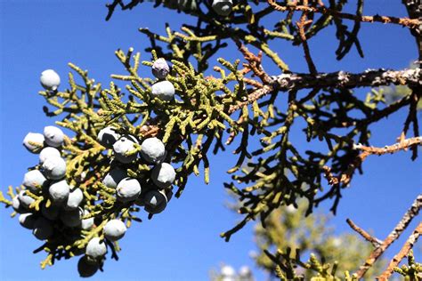 Image result for Juniper Tree Pollen Exploding