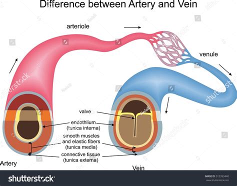 Veins And Arteries Difference