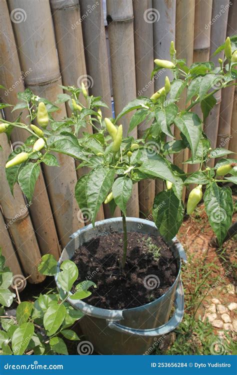 Fresh Cayenne Pepper in the Garden Stock Photo - Image of green, chilli ...