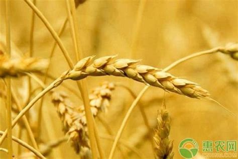 小麦最新价格多少钱一斤？2020年后期小麦价格走势预测_小麦网