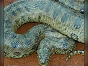 New species of Amazon anaconda, world's largest snake, discovered - The ...
