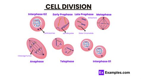 Free Lesson Biology Cell Divison 的图像结果