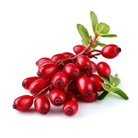 New Study Demonstrates Plant-Derived Molecule Berberine’s Potential to ...