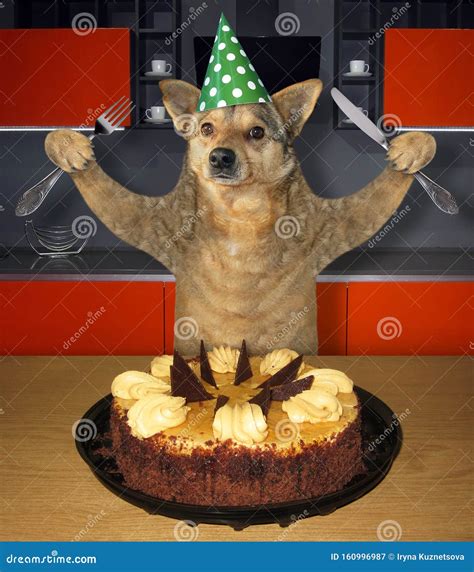 What Happens If Dog Eats Chocolate Cake