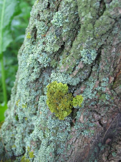Common Tree Fungus 的图像结果