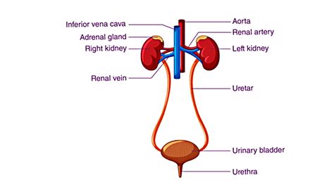 The Body's Unsung Hero: 15 Facts About the Excretory System - Facts.net