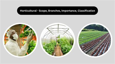 Ornamental Plants - Definition, Characteristics, Types, Examples - Biology Notes Online