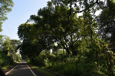 Nagpur: Thousands of 100-year-old trees to be axed for Ajni's inter ...