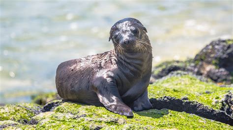 Threatened Seal Pup Killed by Off-Leash Dog - Leave No Trace
