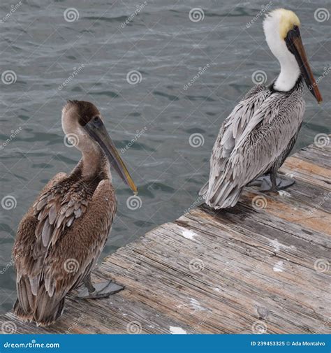 Two Pelicans Walking on a Deck in a Florida Bay. Stock Image - Image of ...