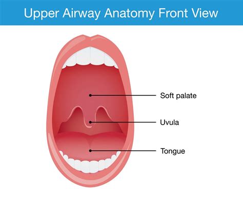 How To Reduce Uvula Swelling From Snoring at Morgan Alaniz blog