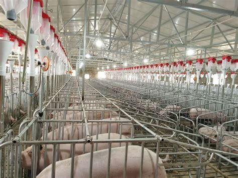 猪场建设有门道，这些篇文章总结全了 - 养猪场建设/养猪技术 - 中国养猪网-中国养猪行业门户网站