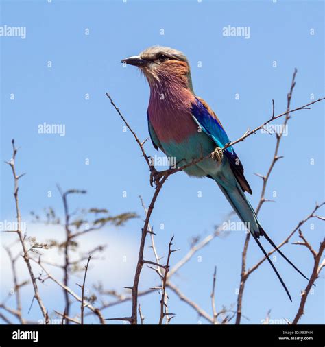 Lilac-breasted roller Specie Coracias caudatus family of Coraciidae Stock Photo - Alamy